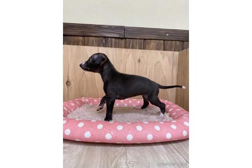 成約済の愛知県のイタリアングレーハウンド(イタグレ)-174576の4枚目