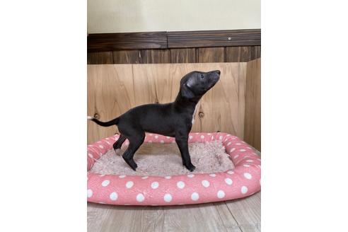 成約済の愛知県のイタリアングレーハウンド(イタグレ)-174576の3枚目