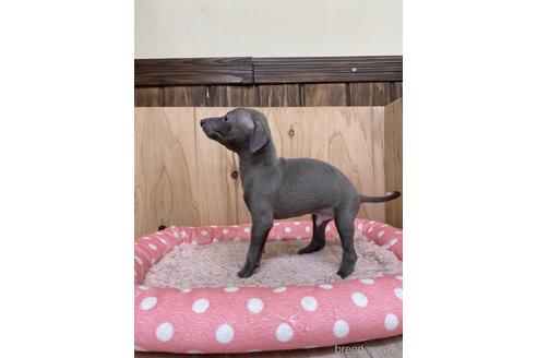 成約済の愛知県のイタリアングレーハウンド(イタグレ)-174566の4枚目