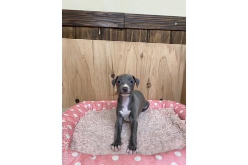成約済の愛知県のイタリアングレーハウンド(イタグレ)-174574の1枚目