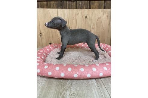 成約済の愛知県のイタリアングレーハウンド(イタグレ)-174574の4枚目