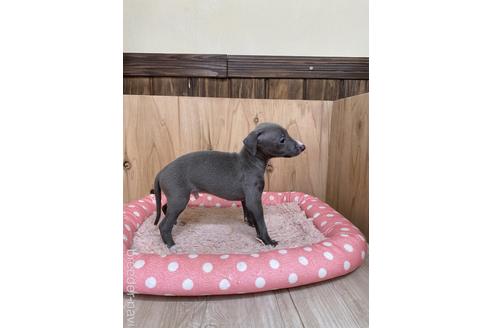 成約済の愛知県のイタリアングレーハウンド(イタグレ)-174574の3枚目