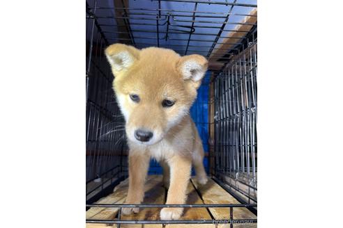 成約済の広島県の柴犬-169617の1枚目