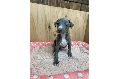 成約済の愛知県のイタリアングレーハウンド(イタグレ)-174575の1枚目
