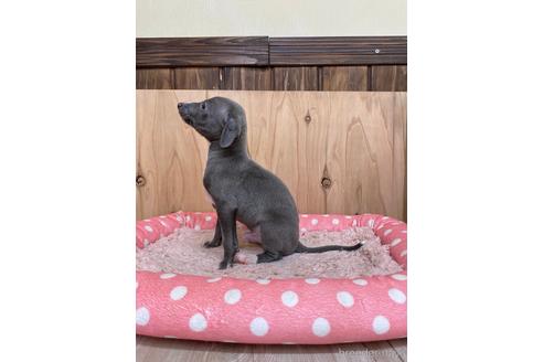 成約済の愛知県のイタリアングレーハウンド(イタグレ)-174575の4枚目