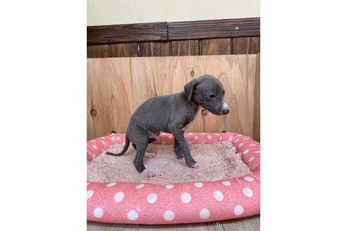 成約済の愛知県のイタリアングレーハウンド(イタグレ)-174575の3枚目