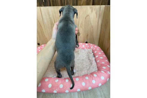 成約済の愛知県のイタリアングレーハウンド(イタグレ)-174575の2枚目