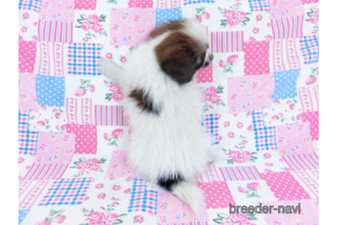 成約済の千葉県のパピヨン-172510の8枚目