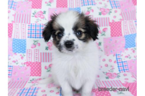 成約済の千葉県のパピヨン-172510の7枚目