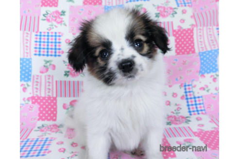 成約済の千葉県のパピヨン-172510の6枚目