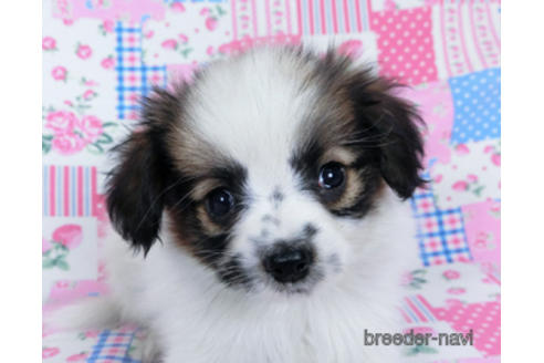 成約済の千葉県のパピヨン-172510の5枚目