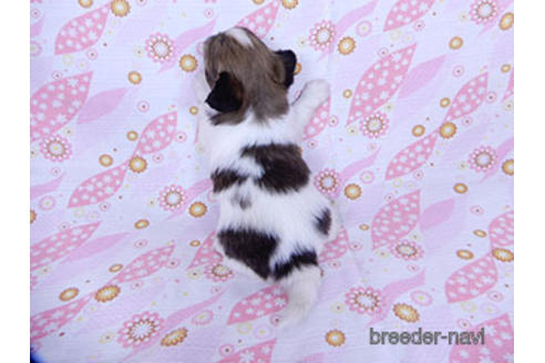 成約済の千葉県のパピヨン-175079の4枚目