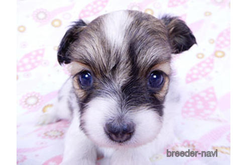 成約済の千葉県のパピヨン-175079の2枚目