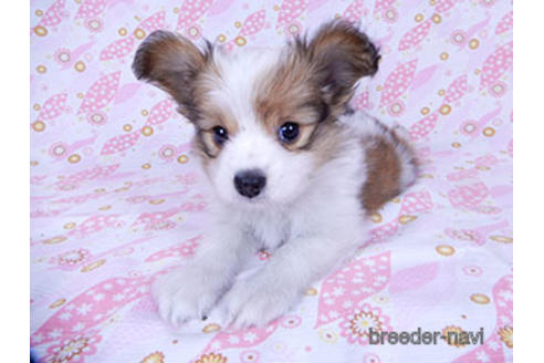 成約済の千葉県のパピヨン-173200の7枚目