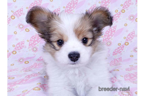 成約済の千葉県のパピヨン-173200の6枚目