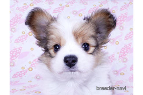 成約済の千葉県のパピヨン-173200の5枚目