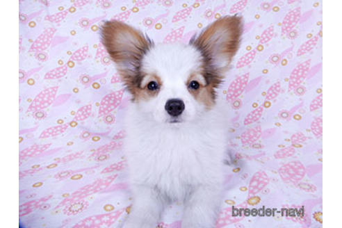 成約済の千葉県のパピヨン-169920の6枚目