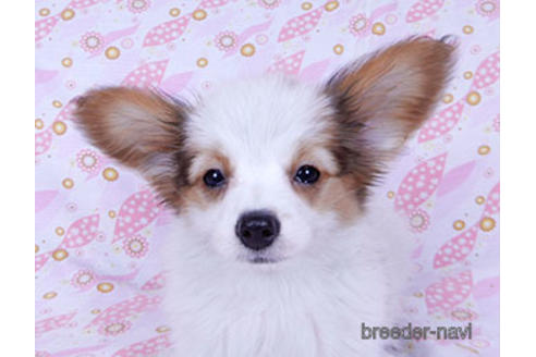 成約済の千葉県のパピヨン-169920の5枚目