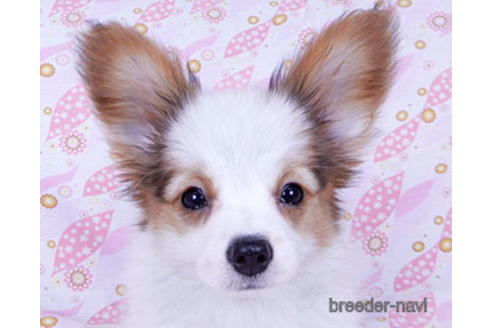 成約済の千葉県のパピヨン-169920の4枚目