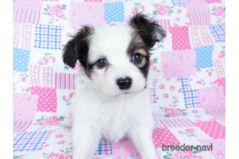 成約済の千葉県のパピヨン-173579の7枚目