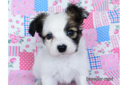 成約済の千葉県のパピヨン-173579の6枚目