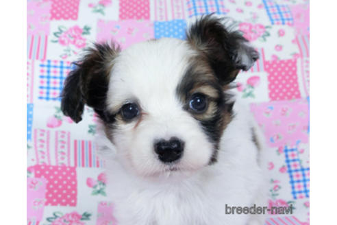 成約済の千葉県のパピヨン-173579の5枚目