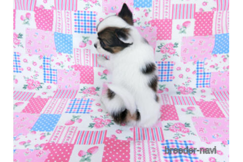 成約済の千葉県のパピヨン-173580の8枚目