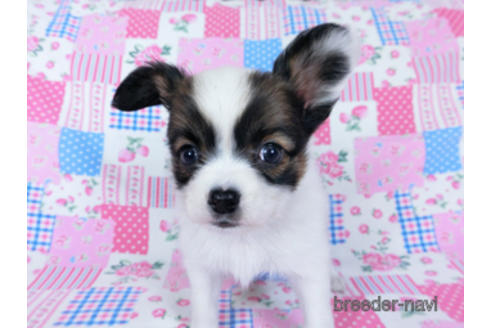 成約済の千葉県のパピヨン-173580の7枚目