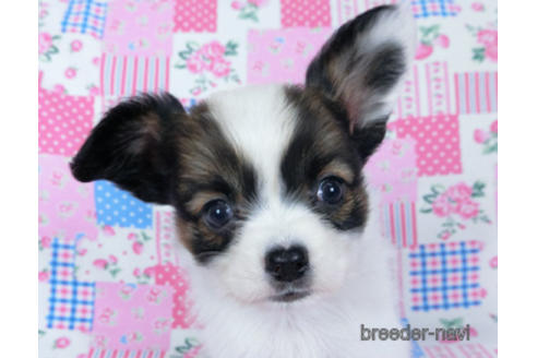 成約済の千葉県のパピヨン-173580の5枚目