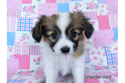 成約済の千葉県のパピヨン-173585の6枚目