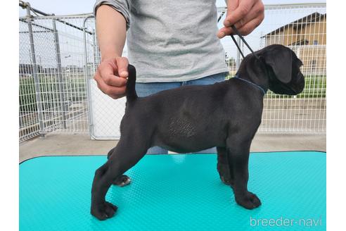 愛知県のその他の犬種 女の子 22 02 08生まれ ハイレベルの素晴らしい子です 子犬id 1750 ブリーダーナビ