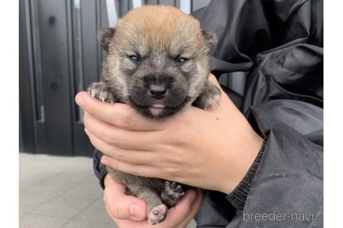 成約済の長崎県の柴犬-175091の2枚目