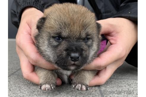 成約済の長崎県の柴犬-175094の2枚目