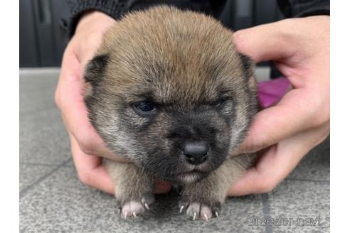 成約済の長崎県の柴犬-175094の1枚目