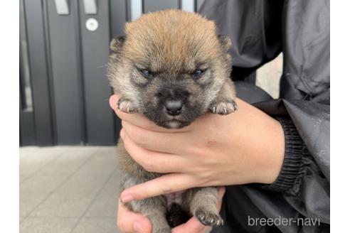 成約済の長崎県の柴犬-175094の4枚目