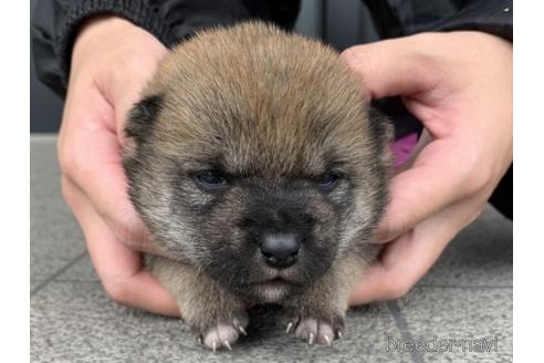 成約済の長崎県の柴犬-175094の3枚目