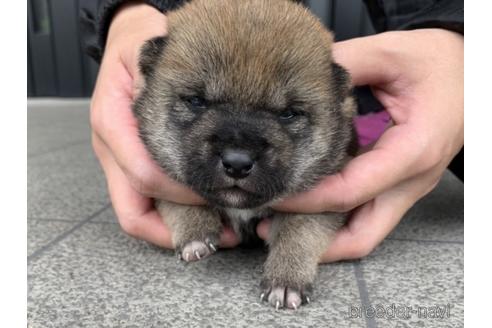 成約済の長崎県の柴犬-175094の5枚目