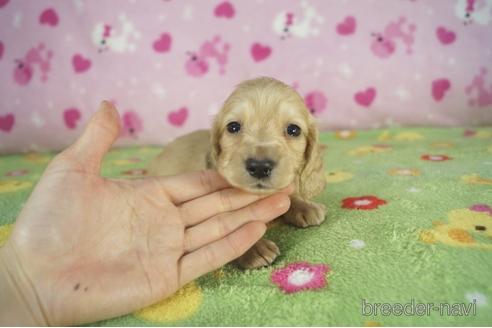 成約済の兵庫県のミニチュアダックスフンド(ロングヘアード)-175102の1枚目