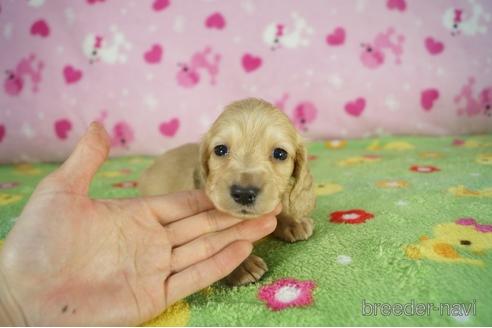 成約済の兵庫県のミニチュアダックスフンド(ロングヘアード)-175102の4枚目