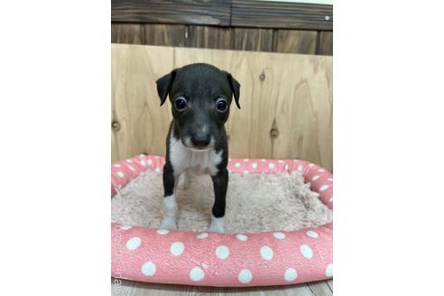 成約済の愛知県のイタリアングレーハウンド(イタグレ)-174563