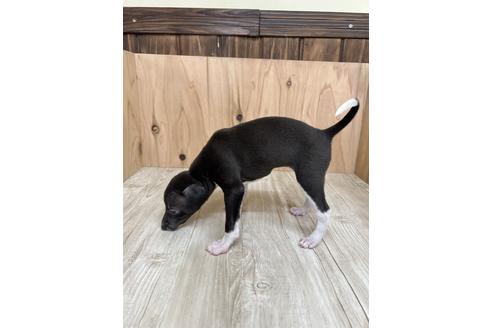 成約済の愛知県のイタリアングレーハウンド(イタグレ)-174563の5枚目