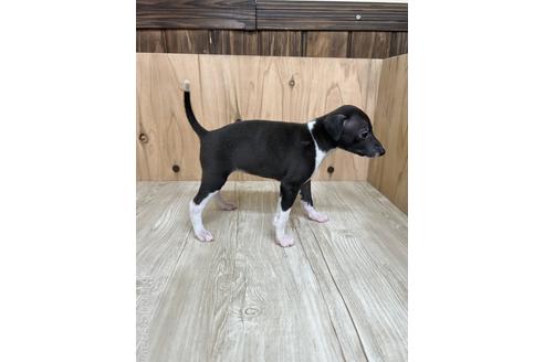 成約済の愛知県のイタリアングレーハウンド(イタグレ)-174563の4枚目