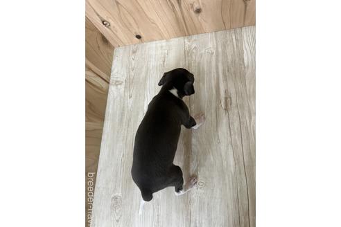 成約済の愛知県のイタリアングレーハウンド(イタグレ)-174563の3枚目