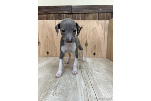 成約済の愛知県のイタリアングレーハウンド(イタグレ)-174571の1枚目
