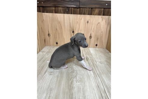 成約済の愛知県のイタリアングレーハウンド(イタグレ)-174571の4枚目