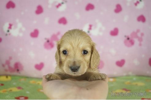 成約済の兵庫県のミニチュアダックスフンド(ロングヘアード)-175104の1枚目