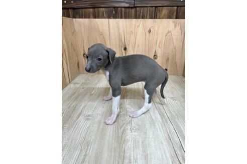 成約済の愛知県のイタリアングレーハウンド(イタグレ)-174571の3枚目