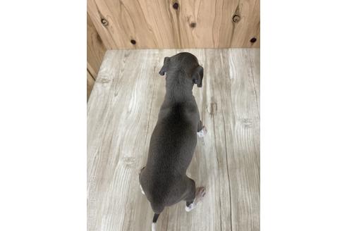 成約済の愛知県のイタリアングレーハウンド(イタグレ)-174571の2枚目