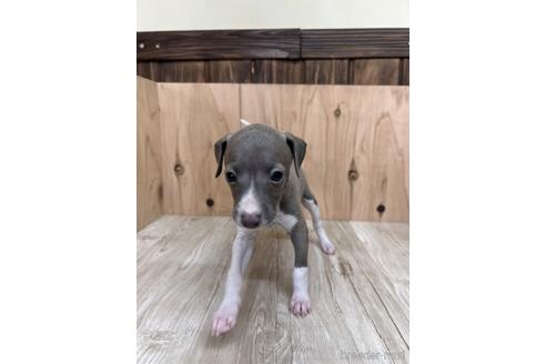 成約済の愛知県のイタリアングレーハウンド(イタグレ)-174565