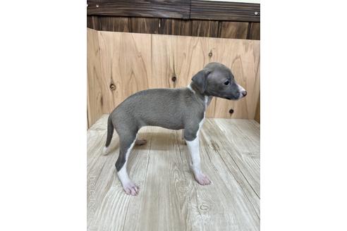 成約済の愛知県のイタリアングレーハウンド(イタグレ)-174565の4枚目